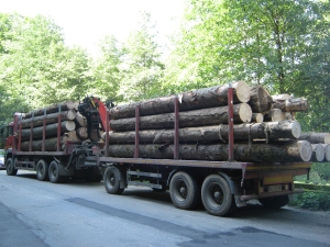 Peste 1.800 de persoane, cercetate pentru comiterea de infracţiuni silvice în prima jumătate a anului Peste 1.800 de persoane, cercetate pentru comiterea de infracţiuni silvice în prima jumătate a anului