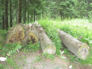 MAP: Noi reglementări privind paza pădurilor şi modalitatea de a obţine lemn de foc MAP: Noi reglementări privind paza pădurilor şi modalitatea de a obţine lemn de foc