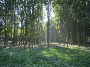 Romsilva a identificat alte aproape 4.000 de hectare de păduri virgine şi cvasivirgine Romsilva a identificat alte aproape 4.000 de hectare de păduri virgine şi cvasivirgine