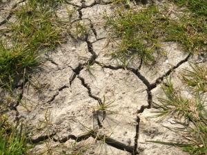 Numeroase suprafeţe agricole din ţară vor prezenta deficite de umiditate Numeroase suprafeţe agricole din ţară vor prezenta deficite de umiditate