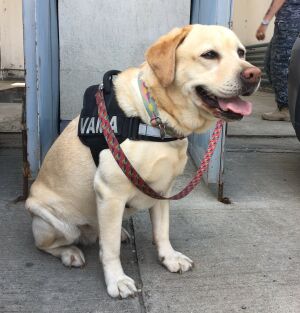 Câinii de serviciu din punctele vamale au depistat peste un milion de ţigări de contrabandă Câinii de serviciu din punctele vamale au depistat peste un milion de ţigări de contrabandă