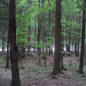 Primăria Braşov a obţinut 1,8 milioane de euro fonduri europene pentru construirea unui nou drum forestier Primăria Braşov a obţinut 1,8 milioane de euro fonduri europene pentru construirea unui nou drum forestier