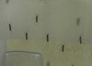 Ministerul Sănătăţii anunţă şase decese în urma infecţiei cu virusul West Nile Ministerul Sănătăţii anunţă şase decese în urma infecţiei cu virusul West Nile