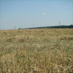 "Sunt zeci de mii de solicitări pentru cumpărarea de terenuri agricole" "Sunt zeci de mii de solicitări pentru cumpărarea de terenuri agricole"