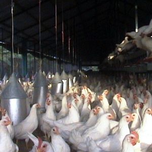 Avicola Braşov a vândut anul trecut pui de 28,5 milioane de euro Avicola Braşov a vândut anul trecut pui de 28,5 milioane de euro