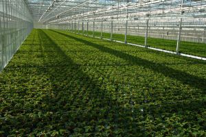 Producătorii de tomate vor avea mai mult timp la dispoziţie pentru valorificarea produselor Producătorii de tomate vor avea mai mult timp la dispoziţie pentru valorificarea produselor