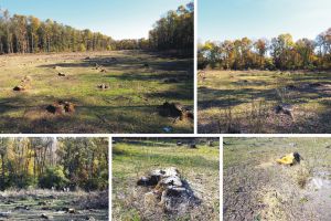 Peste 13 hectare din Pădurea Spătaru, complet despădurite Peste 13 hectare din Pădurea Spătaru, complet despădurite