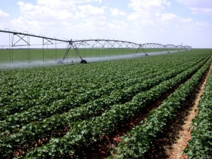 Eures România recrutează 800 de lucrători în domeniul agricol în Spania Eures România recrutează 800 de lucrători în domeniul agricol în Spania