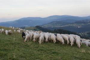 APIA: Peste 735.000 de fermieri şi-au primit avansul din subvenţia pe suprafaţă APIA: Peste 735.000 de fermieri şi-au primit avansul din subvenţia pe suprafaţă