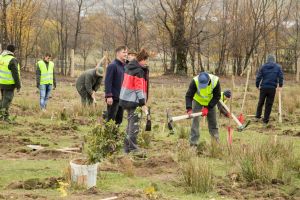 Peste 21.000 de arbori plantaţi la Poieni-Solca, pe o suprafaţă forestieră degradată Peste 21.000 de arbori plantaţi la Poieni-Solca, pe o suprafaţă forestieră degradată