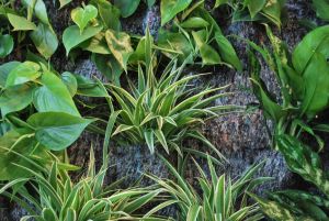 Plafoanele ANT pentru sectorul vegetal au fost aprobate Plafoanele ANT pentru sectorul vegetal au fost aprobate