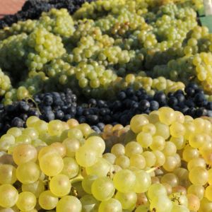 Acţiunile Purcari, cotate la 19,75 lei, cu 3,95% peste preţul ofertei Acţiunile Purcari, cotate la 19,75 lei, cu 3,95% peste preţul ofertei