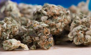 Peste 13 kilograme de cannabis şi sute de "timbre" LSD, confiscate din două case ale unui arădean Peste 13 kilograme de cannabis şi sute de "timbre" LSD, confiscate din două case ale unui arădean