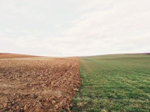 Peste 400.000 de cereri de plată pentru circa 1,3 milioane de hectare de teren agricol au fost depuse până în prezent Peste 400.000 de cereri de plată pentru circa 1,3 milioane de hectare de teren agricol au fost depuse până în prezent