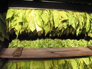 MADR: Suprafaţa din ţara noastră cultivată cu tutun a scăzut MADR: Suprafaţa din ţara noastră cultivată cu tutun a scăzut