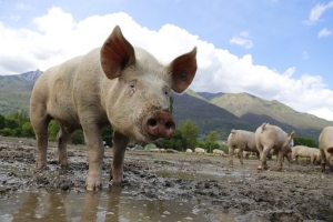 România va primi sprijin suplimentar în problema pestei porcine România va primi sprijin suplimentar în problema pestei porcine