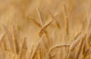 Produþia agricolã a valorat aproximativ 78,5 miliarde de lei Produþia agricolã a valorat aproximativ 78,5 miliarde de lei