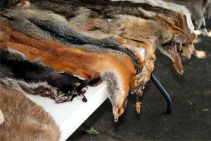 O casă de modă renunţă la produse din piele şi blană de la animale exotice O casă de modă renunţă la produse din piele şi blană de la animale exotice