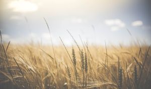 Exporturile de cereale ale României au crescut Exporturile de cereale ale României au crescut
