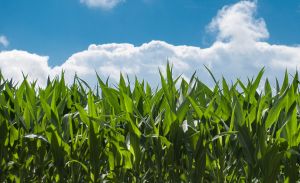 "Agricost a planificat investiţii de 35 milioane euro, în noi utilaje agricole" "Agricost a planificat investiţii de 35 milioane euro, în noi utilaje agricole"