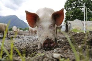 Trei focare de pestã porcinã africanã, confirmate în judeþul Galaþi Trei focare de pestã porcinã africanã, confirmate în judeþul Galaþi