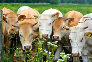 AFIR alocă 45,9 milioane euro pentru dezvoltarea fermelor mici AFIR alocă 45,9 milioane euro pentru dezvoltarea fermelor mici