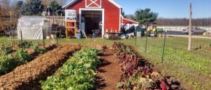 Fermierii vor primi rambursarea primelor de asigurare în agricultură Fermierii vor primi rambursarea primelor de asigurare în agricultură