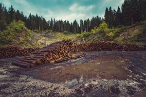 Vor fi plantate "de la zero" 2.500 de păduri noi, peste 1.000 de hectare de terenuri degradate şi vor fi completate 7.000 de păduri tinere Vor fi plantate "de la zero" 2.500 de păduri noi, peste 1.000 de hectare de terenuri degradate şi vor fi completate 7.000 de păduri tinere