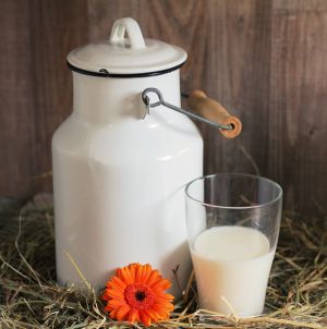 Creştere consistentă în producţia laptelui de vacă Creştere consistentă în producţia laptelui de vacă