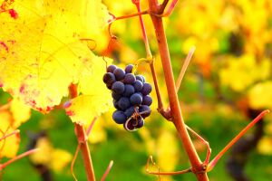 Producţie slabă de struguri, dar vinul va fi foarte bun Producţie slabă de struguri, dar vinul va fi foarte bun