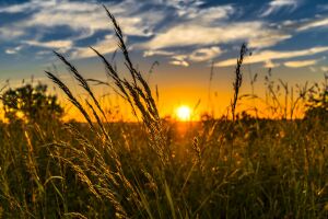 ONU, îngrijorată de sănătatea plantelor ONU, îngrijorată de sănătatea plantelor