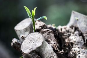 Australia încearcă să îşi revină după "dezastrul ecologic" Australia încearcă să îşi revină după "dezastrul ecologic"