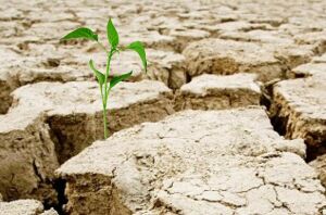Fermierii din Buzău estimează pierderi în agricultură din cauza secetei Fermierii din Buzău estimează pierderi în agricultură din cauza secetei