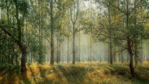 Milioane de arbori au prins rădăcini în ultima lună Milioane de arbori au prins rădăcini în ultima lună