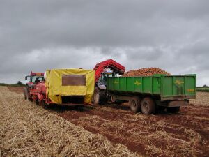 BT: "Agricultura, sector cu potenţial ridicat de dezvoltare în acest deceniu" BT: "Agricultura, sector cu potenţial ridicat de dezvoltare în acest deceniu"
