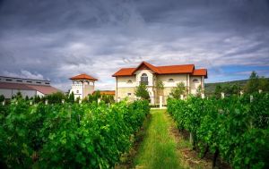 Viticultorii din Buzãu ºi Prahova organizeazã o "Evadare în Dealul Mare" Viticultorii din Buzãu ºi Prahova organizeazã o "Evadare în Dealul Mare"