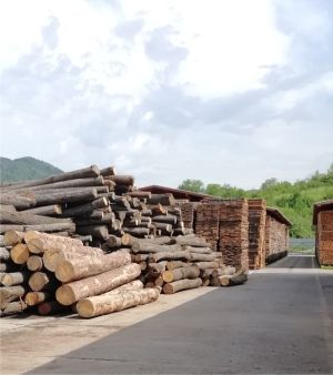 Peste 12 milioane de metri cubi de lemn s-au vândut într-un singur an în România Peste 12 milioane de metri cubi de lemn s-au vândut într-un singur an în România