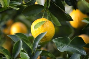 "Lămâile tratate cu orthophenylphenol ne pot îmbolnăvi de cancer la vezica urinară" "Lămâile tratate cu orthophenylphenol ne pot îmbolnăvi de cancer la vezica urinară"