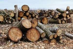 Milioane de hectare de pădure au pierdut lupta cu drujbele Milioane de hectare de pădure au pierdut lupta cu drujbele